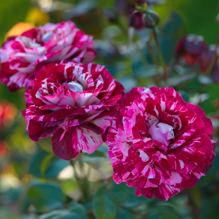 Rosier buisson JULIO IGLESIAS ® Meistemon fleurs en zoom