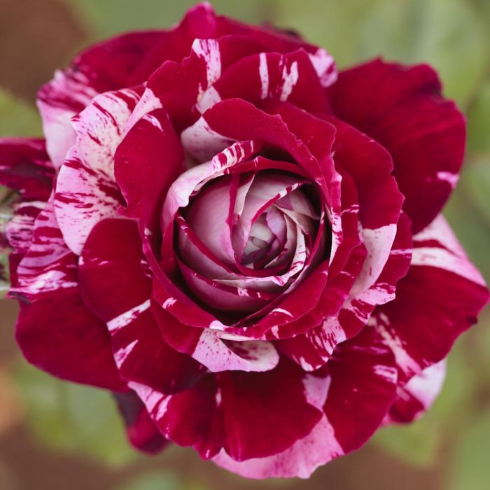 Rosier JULIO IGLESIAS ® Meistemon 