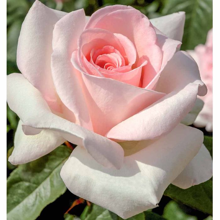 Rosier PRINCE JARDINIER ® Meitroni