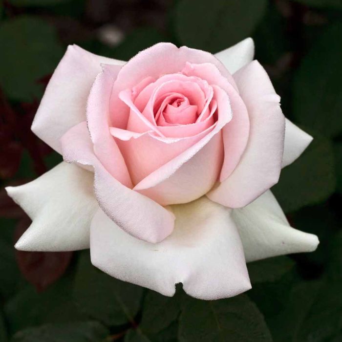 Rosier Tige PRINCE JARDINIER ® Meitroni 