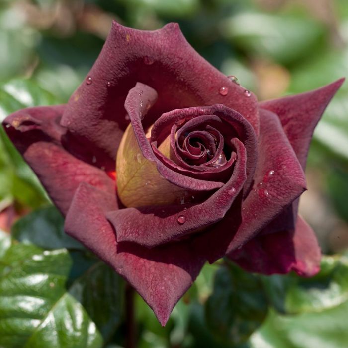 Rosier EDDY MITCHELL ® Meirysett