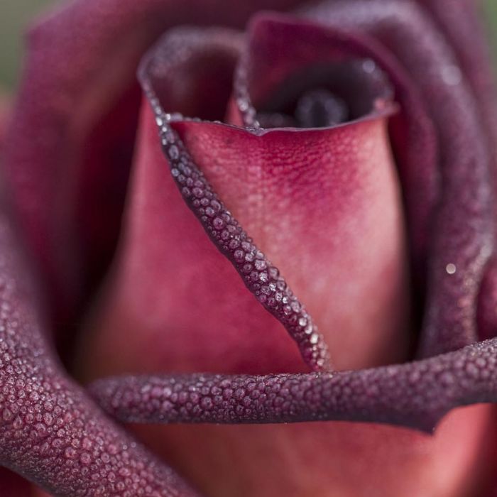 Rosier EDDY MITCHELL ® Meirysett