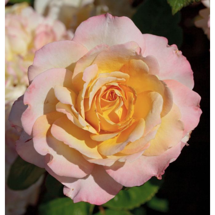 Rosier Tige PIERRE TCHERNIA ® Meimouvie