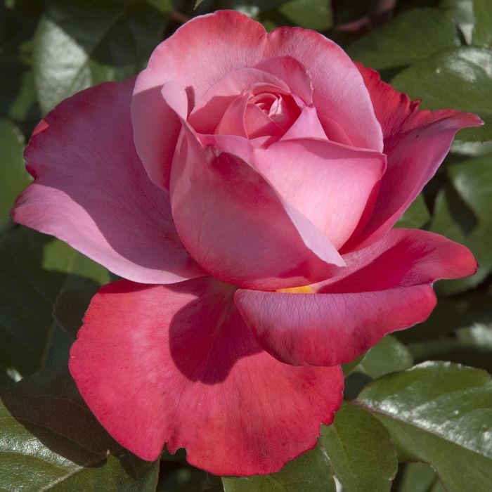 Rosier DRAKKAR ® Meikolyma