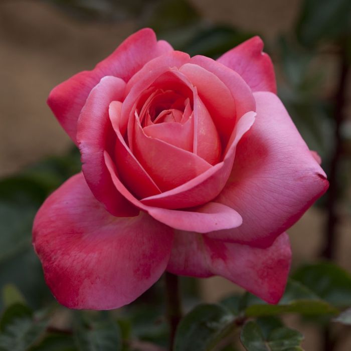 Rosier DRAKKAR ® Meikolyma