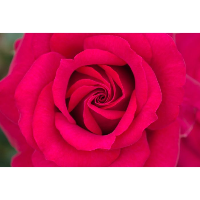 Rosier BELLES RIVES ® Meizolnil