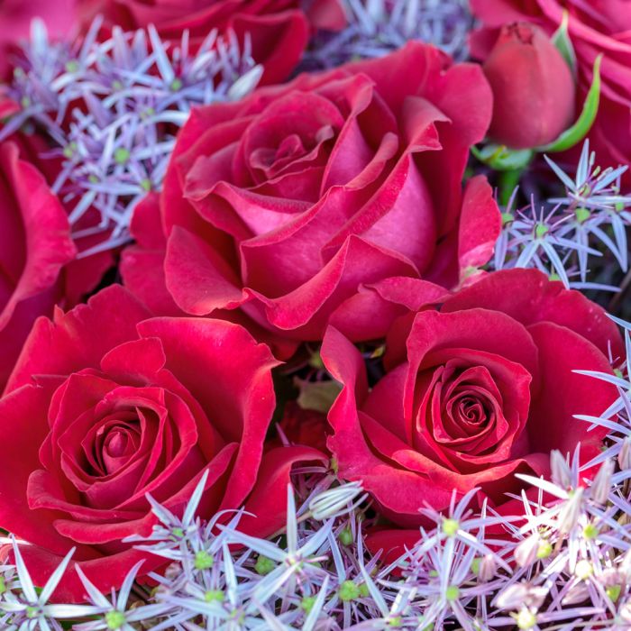 Rosier BELLES RIVES ® Meizolnil