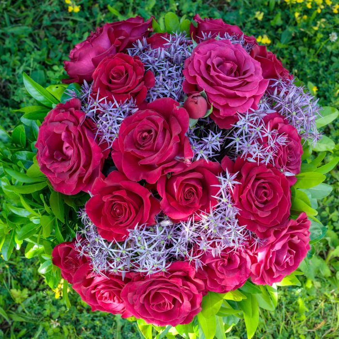 Rosier BELLES RIVES ® Meizolnil