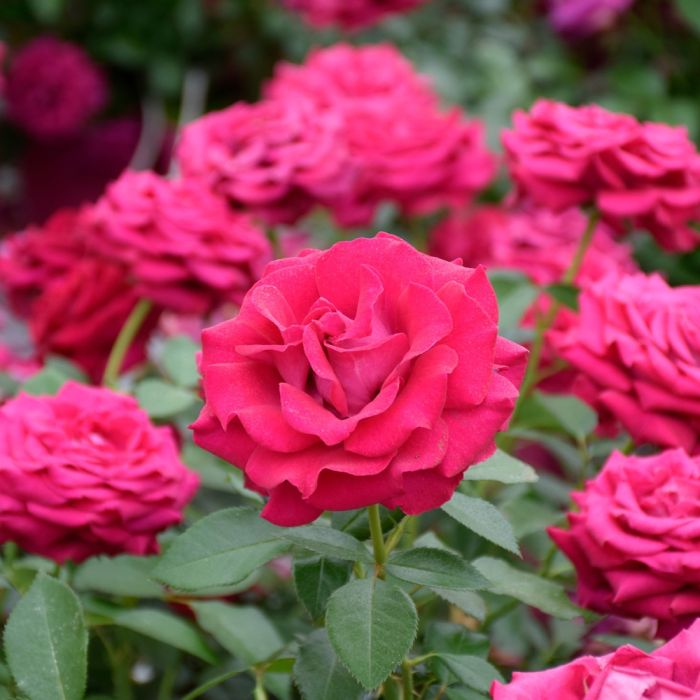 Rosier BELLES RIVES ® Meizolnil