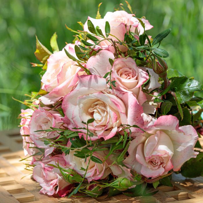 Rosier LYON LUMIERES ® Meivanae