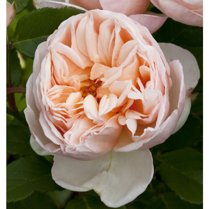 Rosier Belle ROMANTICA ® Meigapencey