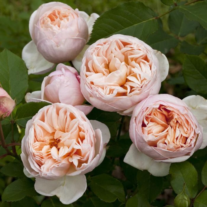 Rosier Belle ROMANTICA ® Meigapencey