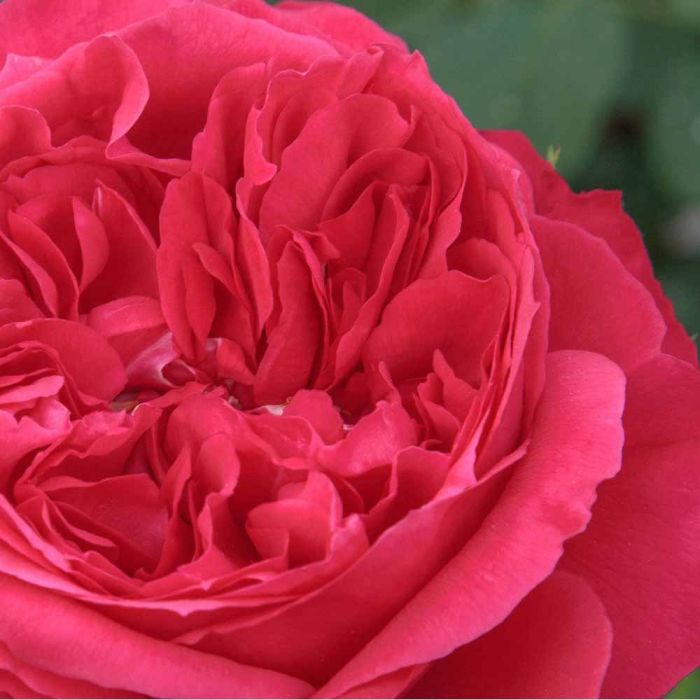 Rosier RUBAN ROUGE ® Meiprehmyr