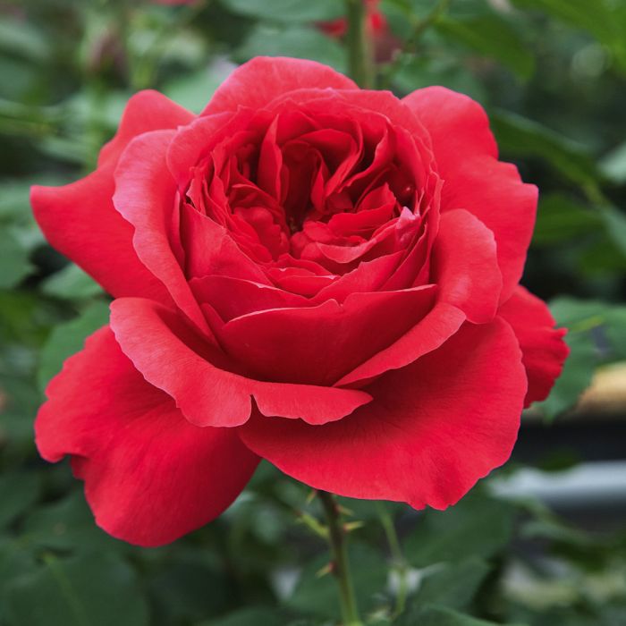 Rosier RUBAN ROUGE ® Meiprehmyr