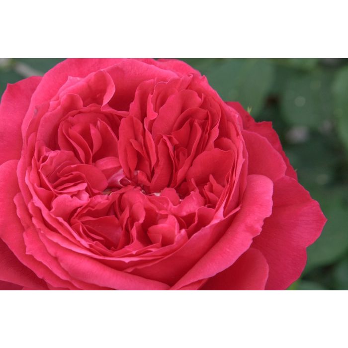 Rosier RUBAN ROUGE ® Meiprehmyr