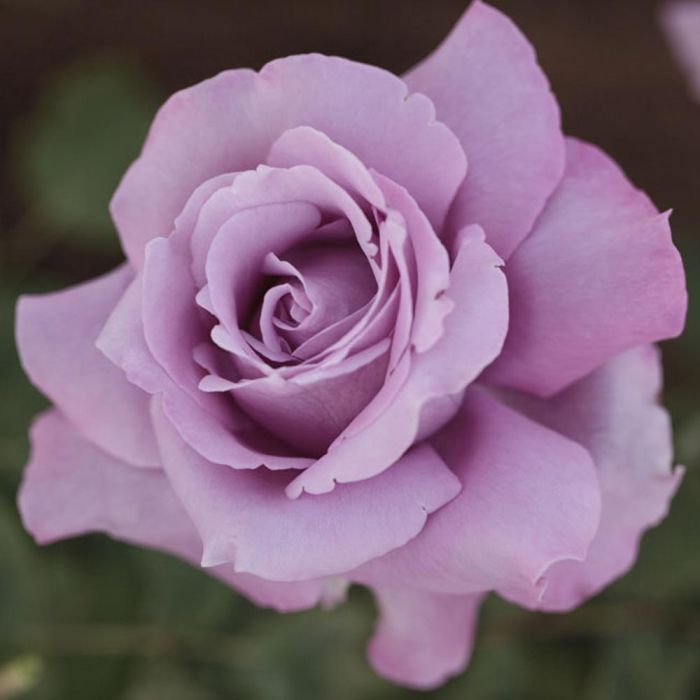 Rosier CHARLES DE GAULLE ® Meilanein