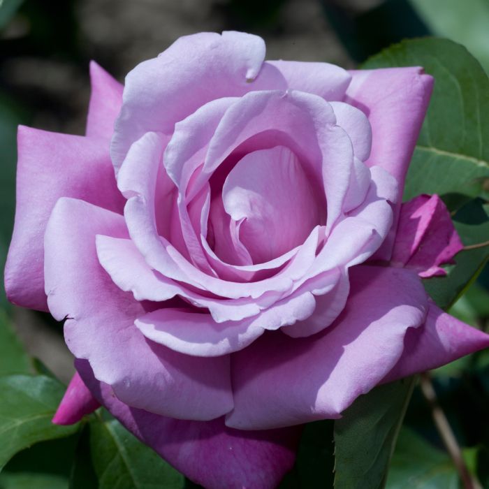 Rosier buisson violet CHARLES DE GAULLE ® Meilanein