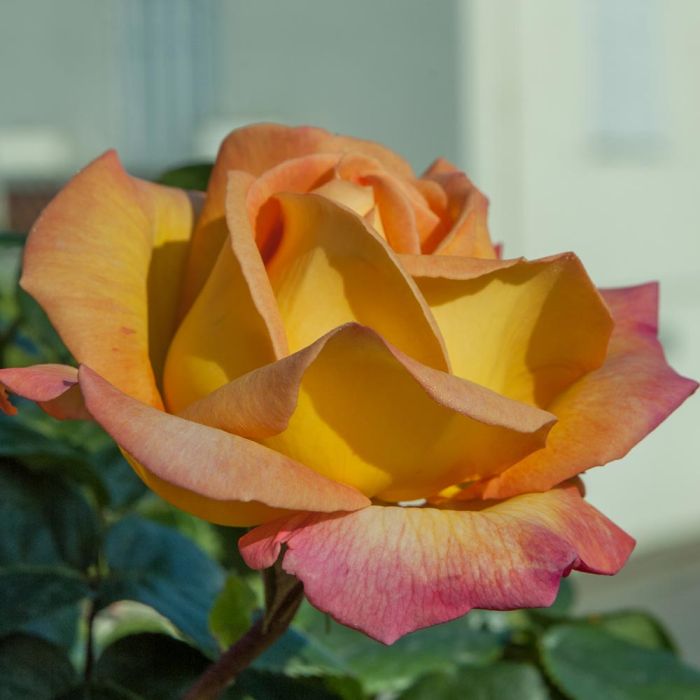 Rosier Mme A. Meilland
