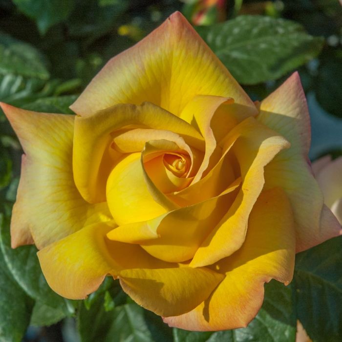 Rosier Mme A. Meilland