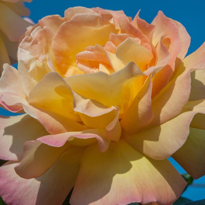 Rosier Mme A. Meilland