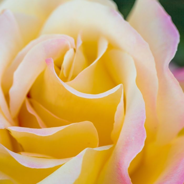 Rosier Mme A. Meilland