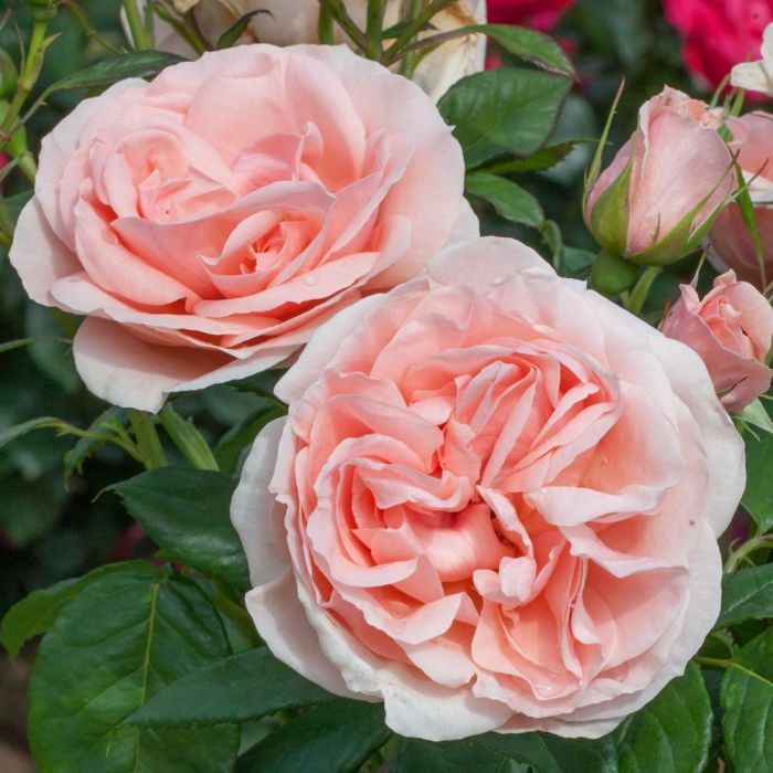 Rosier DONATELLA ® Meikerira