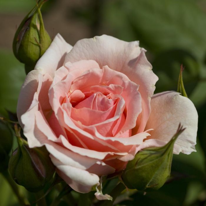 Rosier DONATELLA ® Meikerira