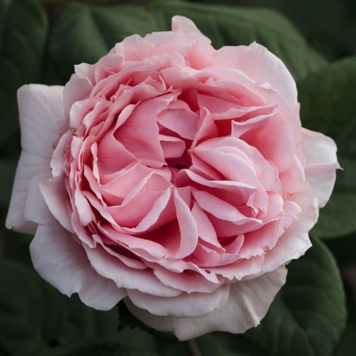 Rosier DONATELLA ® Meikerira
