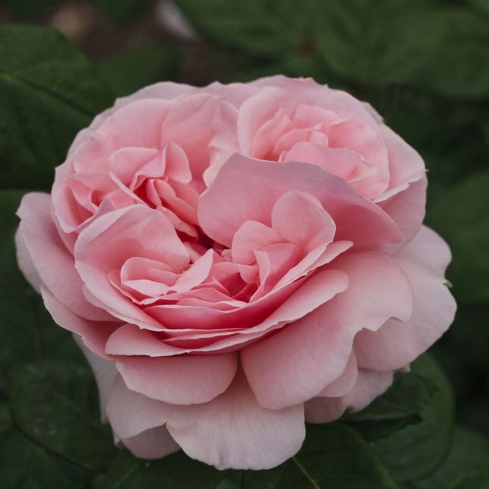 Rosier DONATELLA ® Meikerira