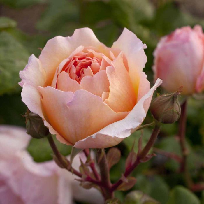 Rosier PRINCESSE CHARLENE DE MONACO ® Meidysouk