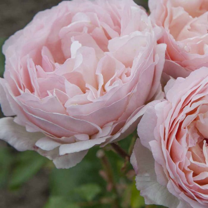 Rosier PRINCESSE CHARLENE DE MONACO ® Meidysouk