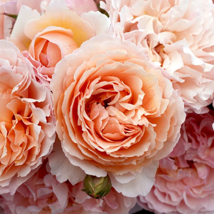 Rosier PRINCESSE CHARLENE DE MONACO ® Meidysouk bouquet