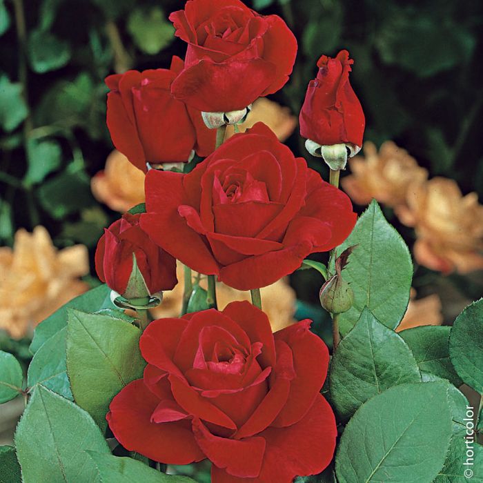 Rosier Mister Lincoln