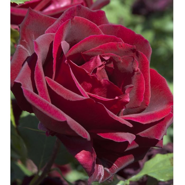 Rosier Tige PAPA MEILLAND ® Meicesar