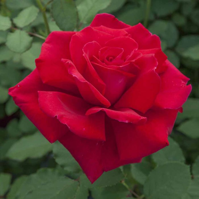 Rosier VICTOR HUGO ® Meivestal