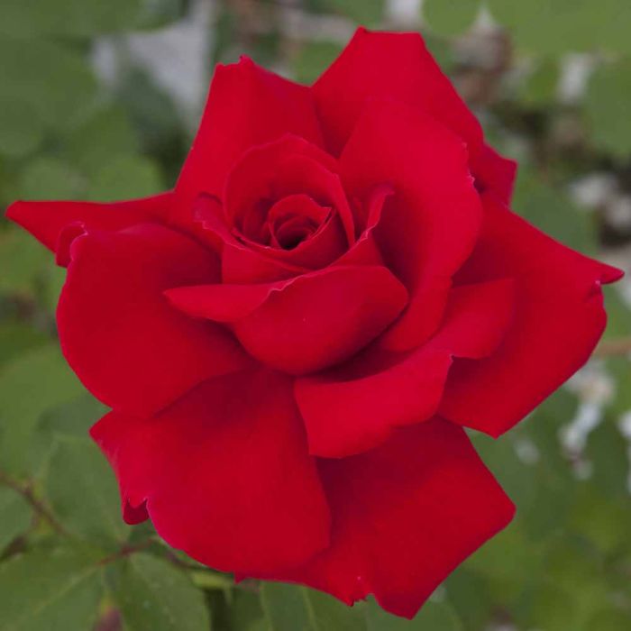 Rosier VICTOR HUGO ® Meivestal