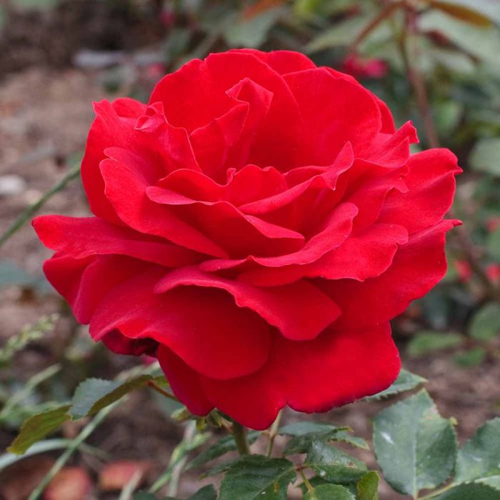 Rosier buisson VICTOR HUGO ® Meivestal