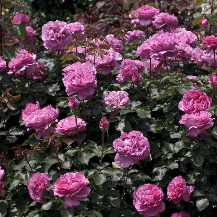 Rosier YVES PIAGET ® Meivildo