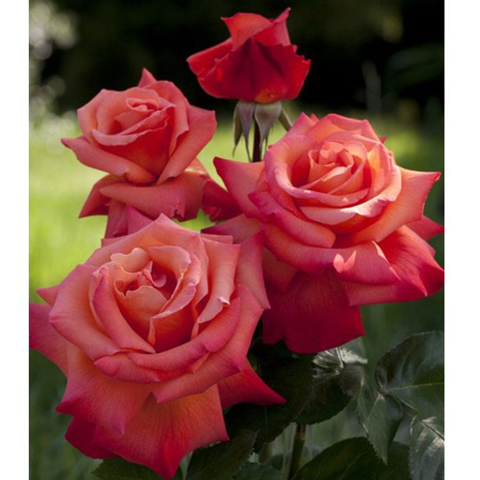Rosier Tige CHRISTOPHE COLOMB ® Meironsse