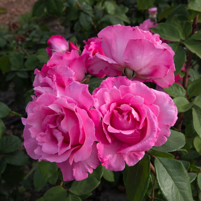Rosier THE Mc CARTNEY ROSE ® Meizeli fleurs roses