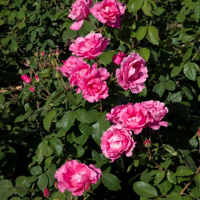 Rosier THE Mc CARTNEY ROSE ® Meizeli en situation
