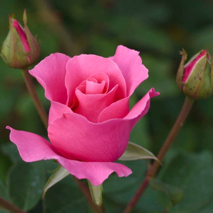 Rosier THE Mc CARTNEY ROSE ® Meizeli