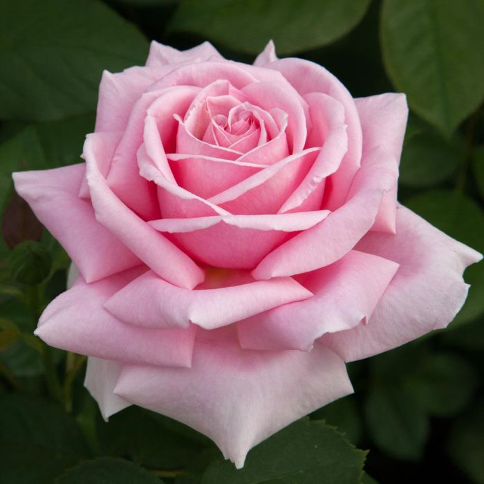 Rosier FREDERIC MISTRAL ® Meitebros