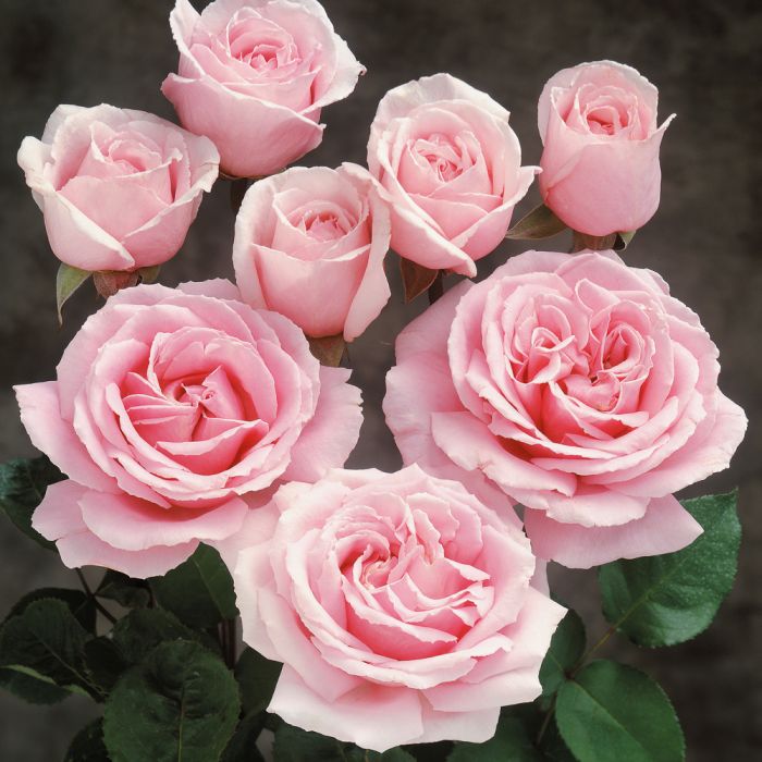 Rosier FREDERIC MISTRAL ® Meitebros