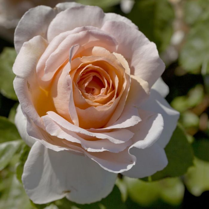 Rosier ANDRE LE NOTRE ® Meiceppus