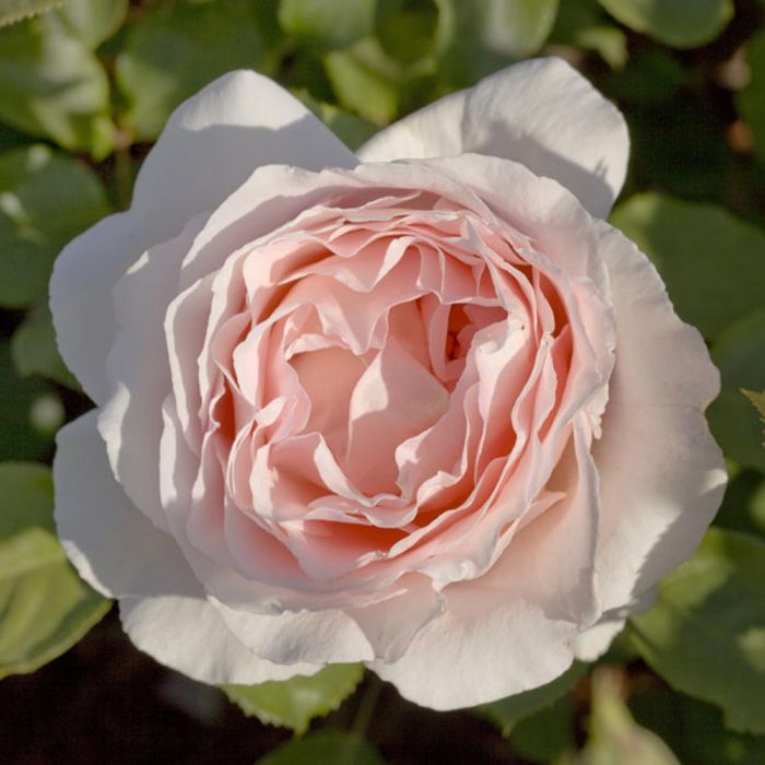 Rosier ANDRE LE NOTRE ® Meiceppus