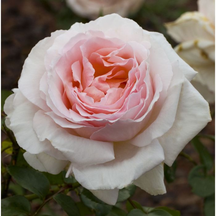 Rosier ANDRE LE NOTRE ® Meiceppus