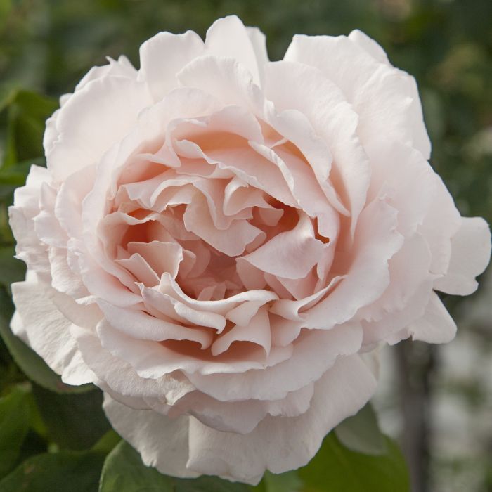 Rosier ANDRE LE NOTRE ® Meiceppus