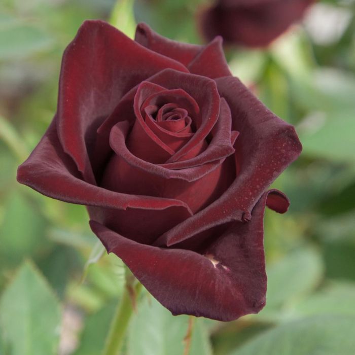Rosier Black BACCARA ® Meidebenne