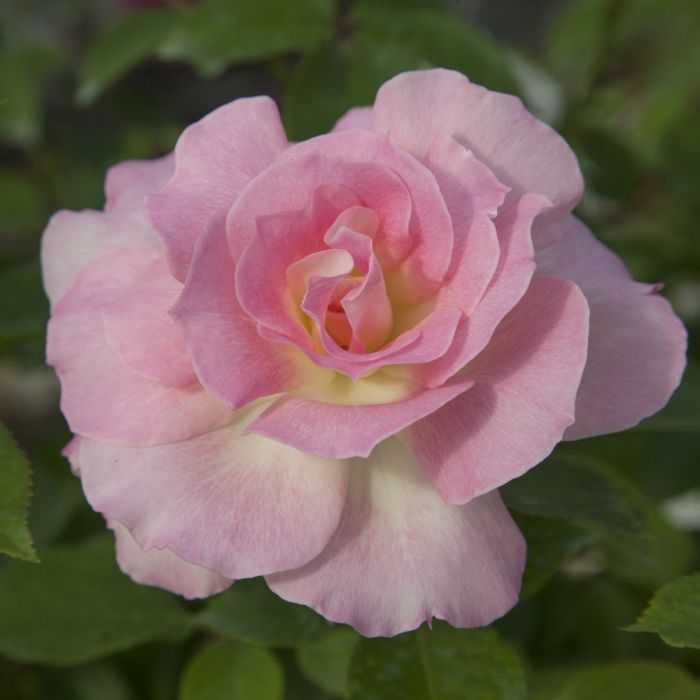 Rosier CHARLES AZNAVOUR ® Meibeausai
